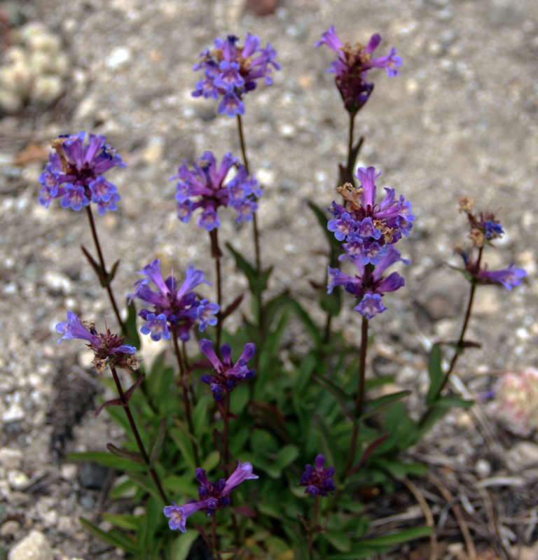 草甸鐘鈴花(Meadow Penstemon 學名Penstemon rydbergii)。