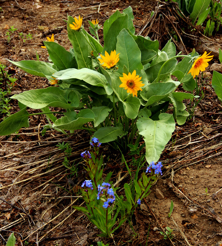 騾耳花(Mule Ears 學名 Wyethia sp.)；前面的小藍花是紫草科的小花假鶴虱(Jessica Stickseed 學名 Hackelia micrantha)。