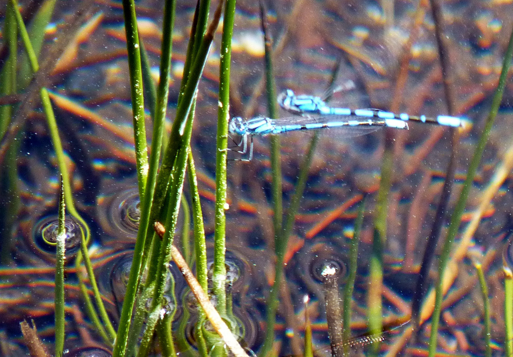 湖邊像纖細的蜻蜓叫“豆娘”(Damselfly)。