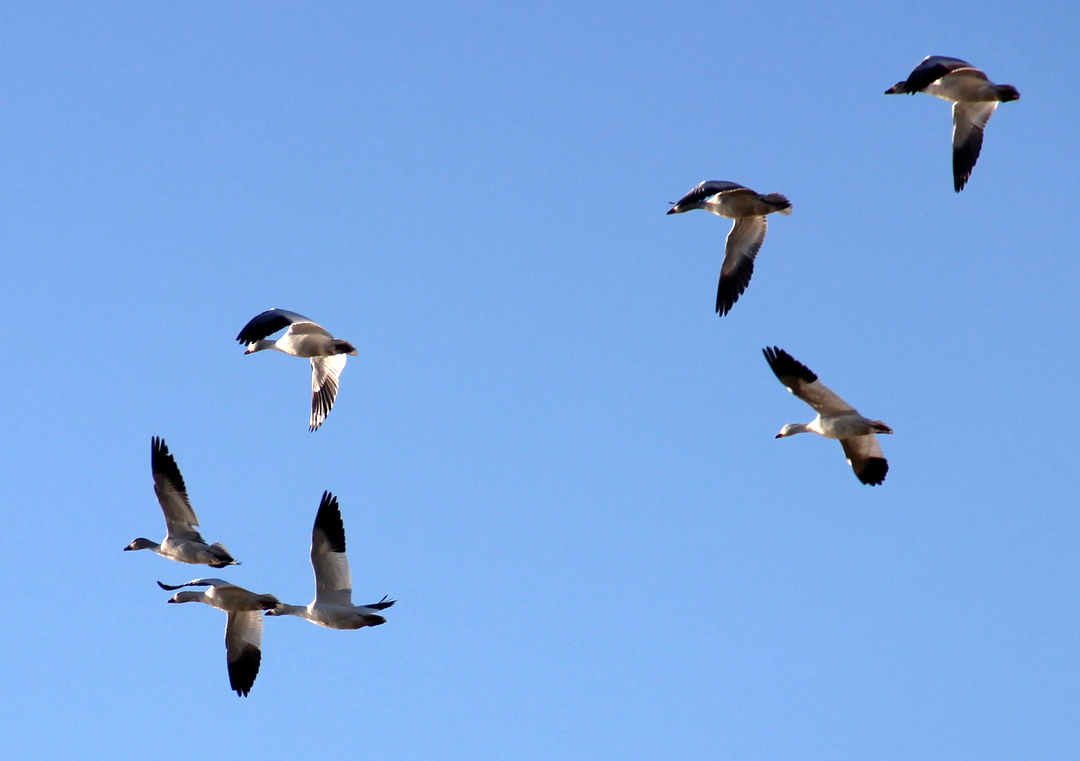 似曾相識雁歸來 （Snow Geese）