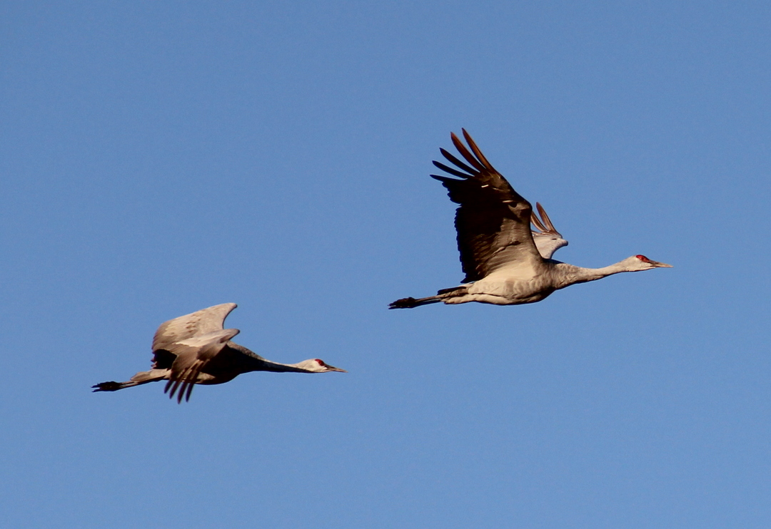 昔人已乘鶴去 （Sandhill Crane）