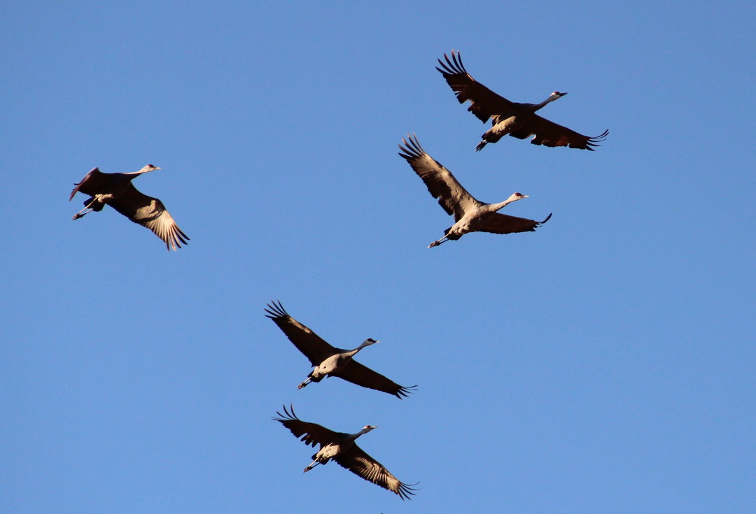 沙鶴去又復返 （Migrated Sandhill Crane）