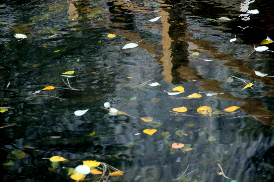 落葉流水秋去也 （Merced River）