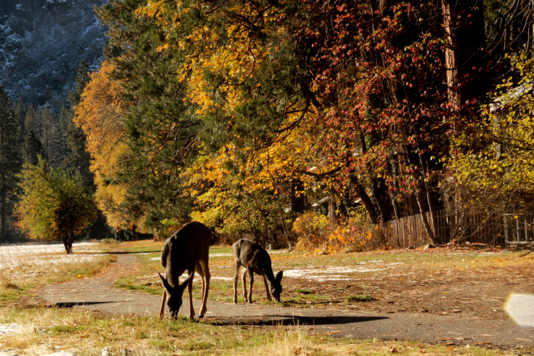 天上人間 （Ahwahnee Meadow）
