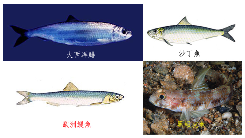 “魩仔魚”可包括：鯡魚(左上)、沙丁魚(右上)、鯷魚(左下)、蝦虎魚(右下)。