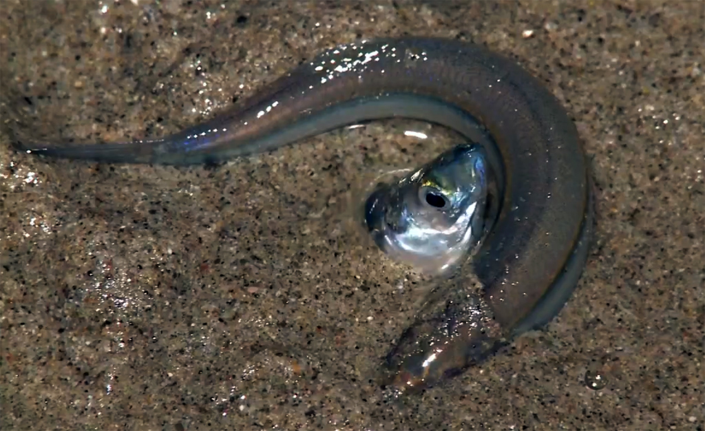 滑銀漢魚之戀。