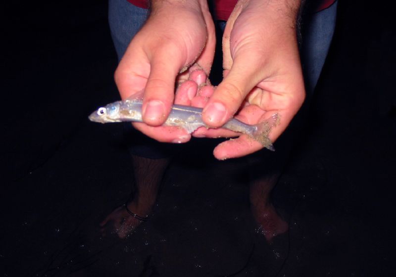 月夜摸魚。