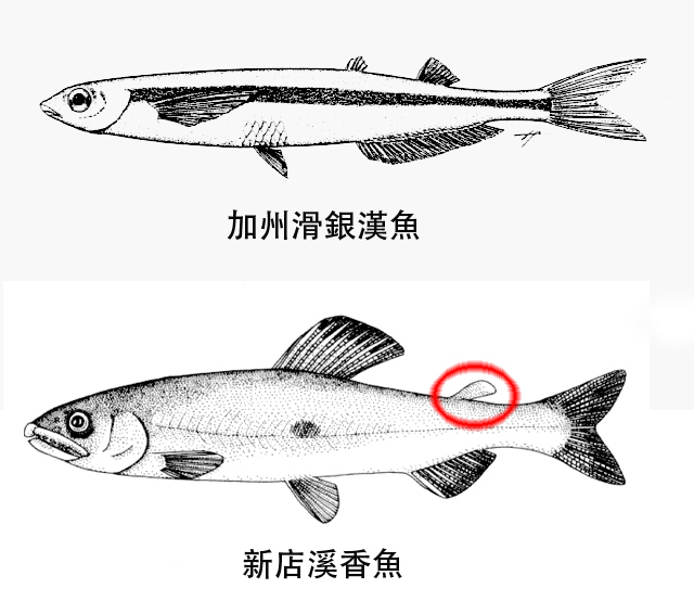 滑銀漢魚和香魚比較（紅圈處為脂鰭）。