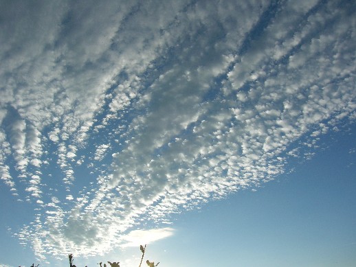 群雲幻化樹梢上