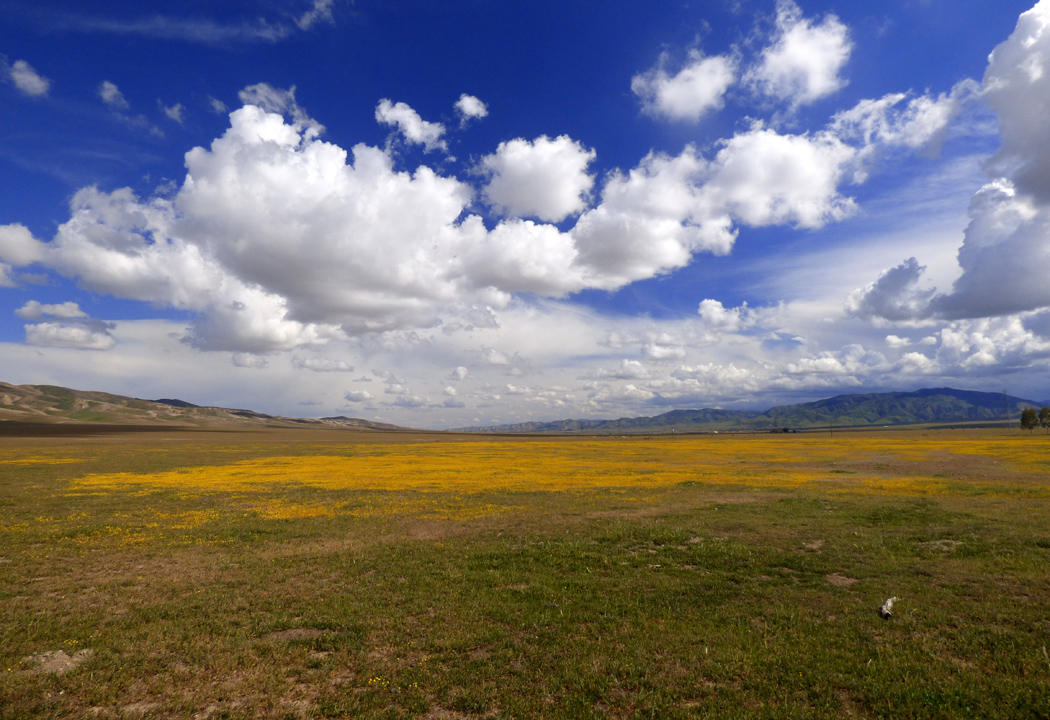 怕惹妻谷地(Panoche Valley)的金披風(Lasthenia)映著雲絮。