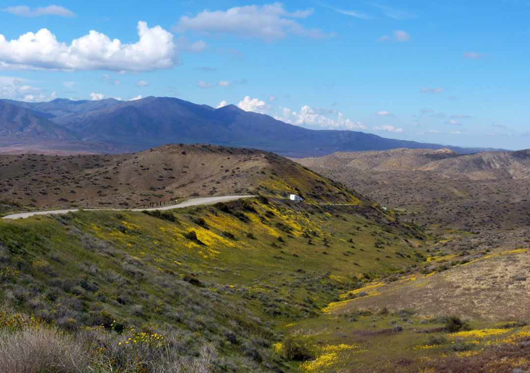 怕惹妻嶺(Panoche Hills)路邊綴著金黃的單苞菊(Monolopia)。