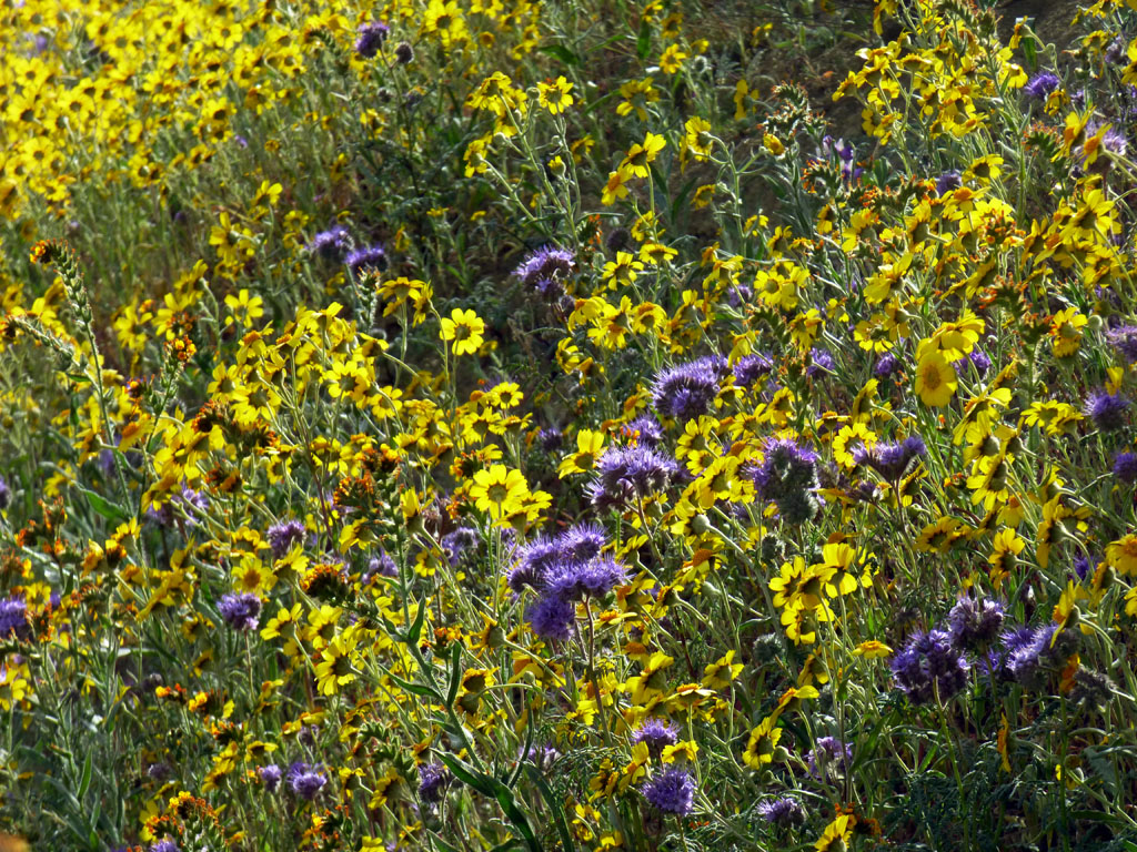 單苞菊(Monolopia)、紫蠍花(Phacelia)、琴頸花(Amsinckia)。