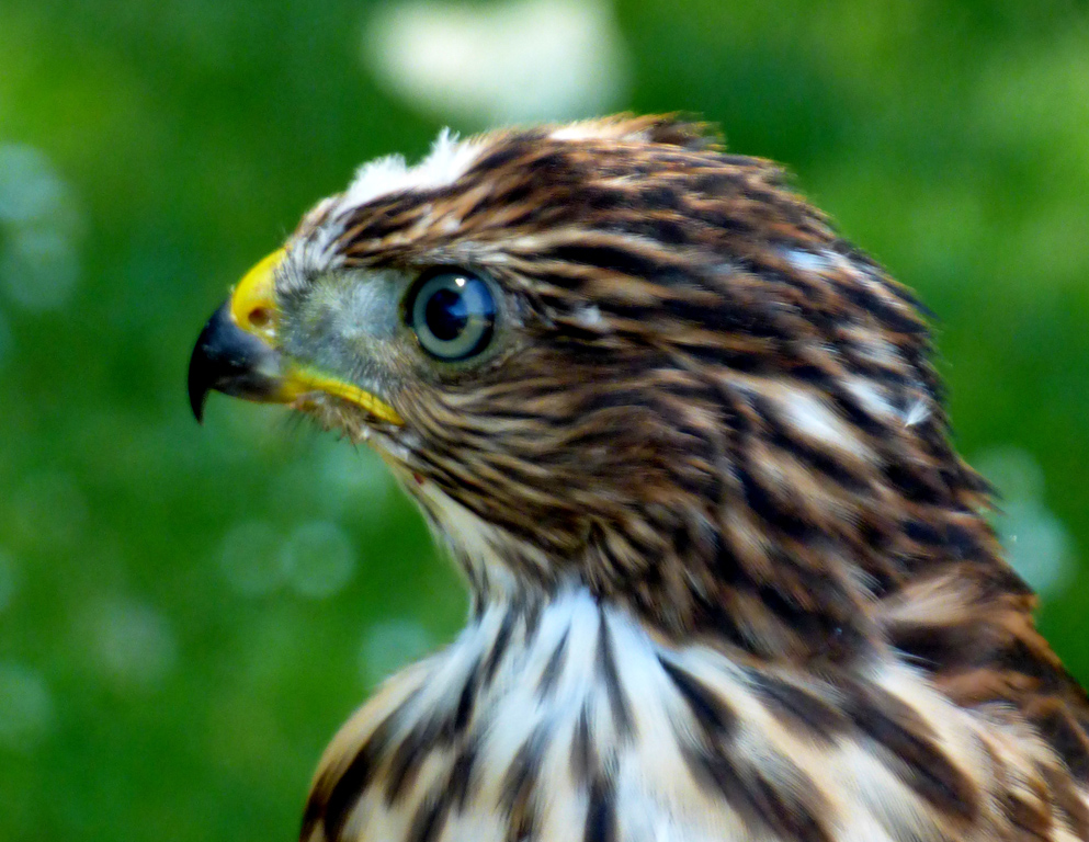 庫柏鷹(Cooper's Hawk)有大將之風。