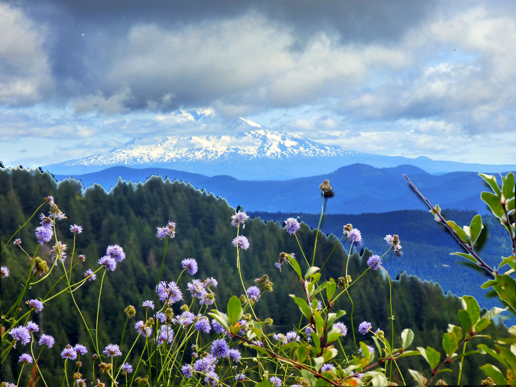 亞當斯山(Mt. Adams)有點不好意思地遮住額頭.