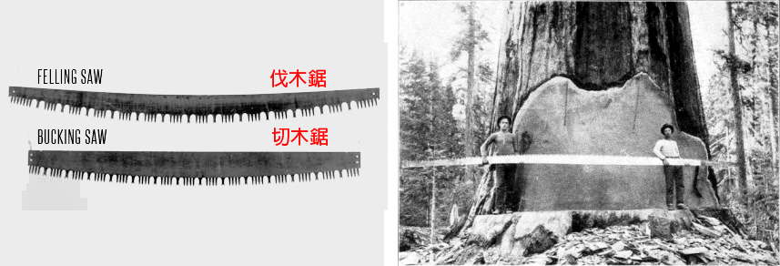 左：伐木鋸和切木鋸比較。
右：前人用25呎長的伐木鋸砍伐巨樹。