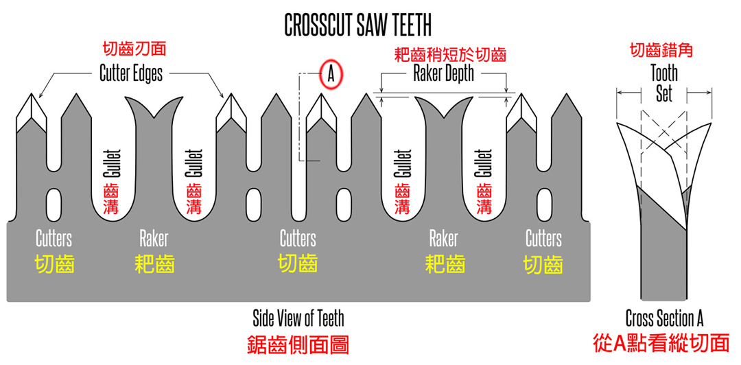 "穿孔矛尖齒" ​Perforated Lance Tooth 解析。