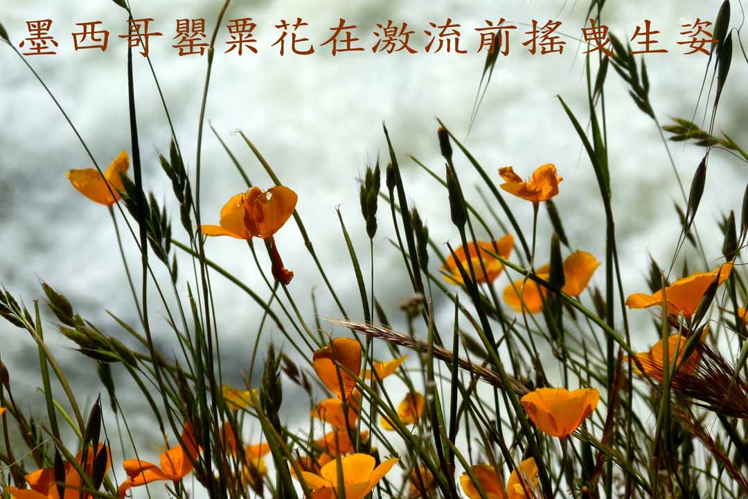 墨西哥罌粟花在激流前搖曳。