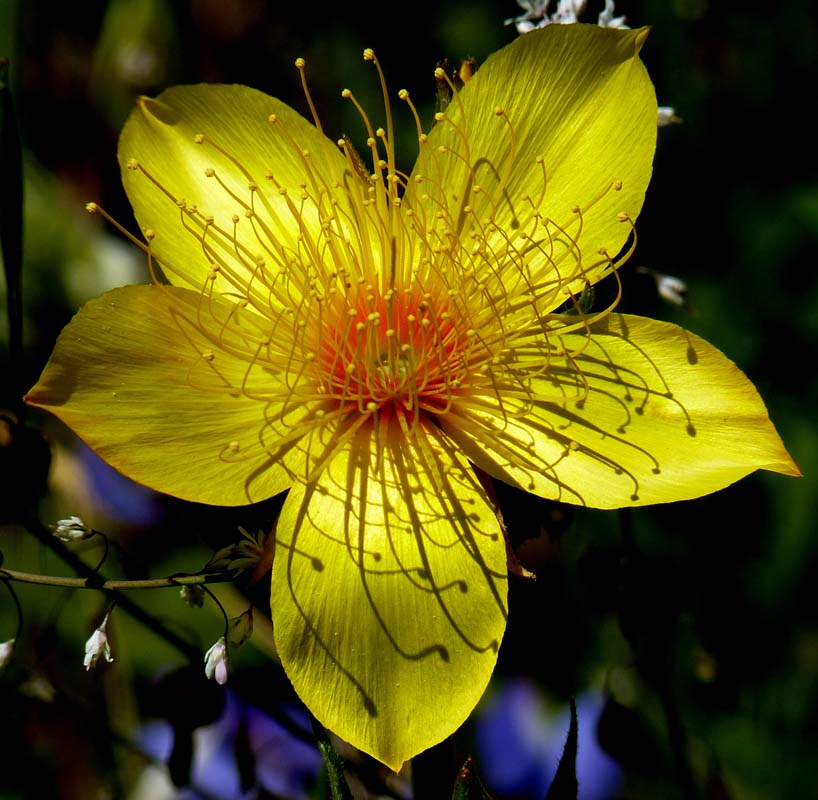 山地孟氏刺蓮 Sierra Blazingstar (學名：Mentzelia crocea)，以德國植物學家孟澤爾作爲屬名，產於美洲，屬於刺蓮花科(Loasaceae)。這一種尤其特產於加州雪山山脈的山脚地帶。