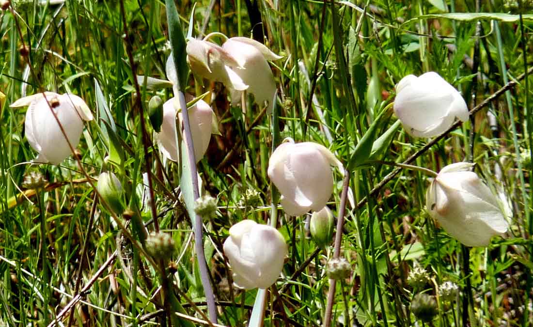 仙女的白燈籠 White Fairy Lantern (學名：Calochortus albus)，與蝴蝶百合、貓耳百合同為百合科麗草屬。