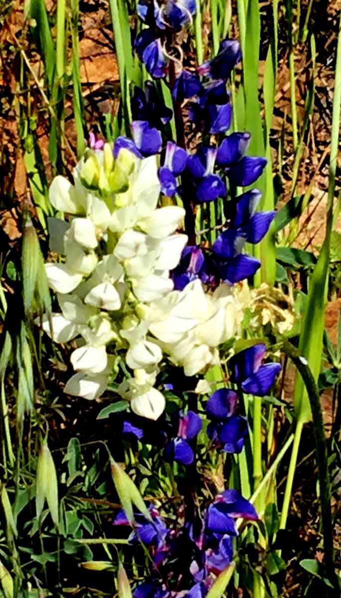 白/藍魯冰花 (羽扇豆) Lupine 豆科植物因葉子像展開的羽扇而得名。有人照外文音譯成“魯冰花”，又作成歌曲，又拍電影，蓋過了原名。