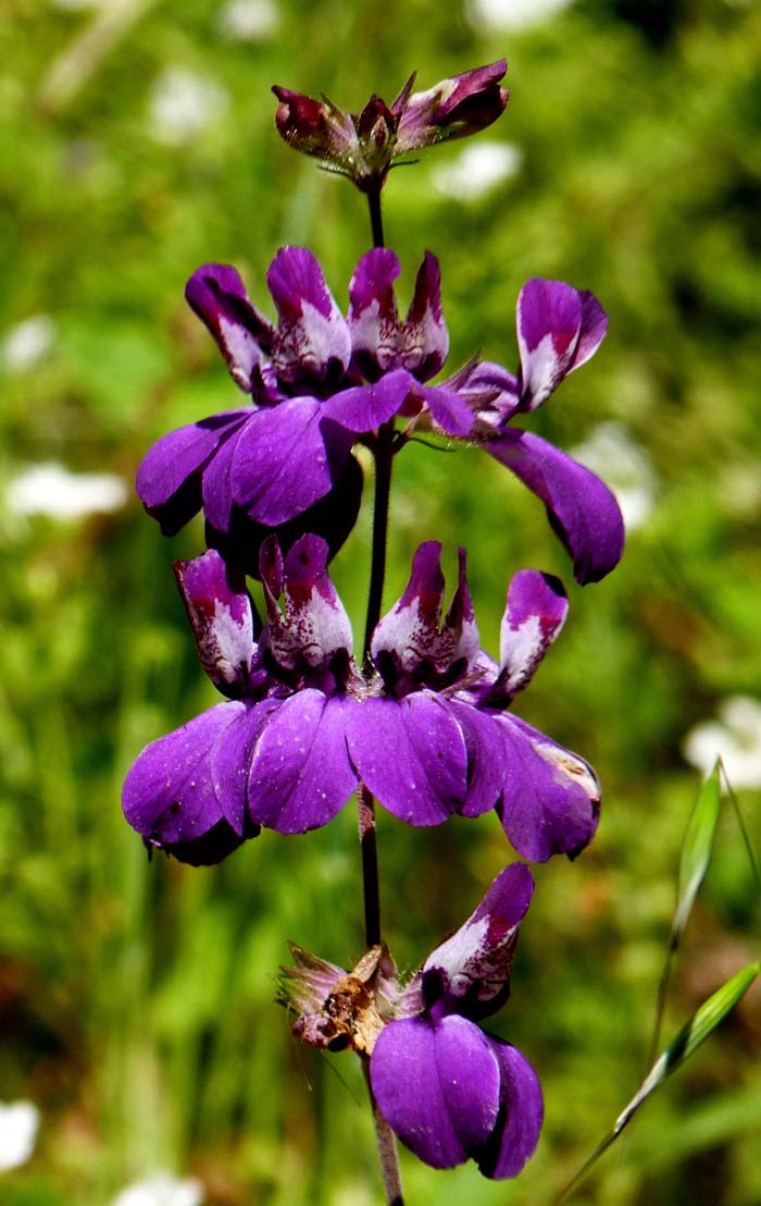 中國寶塔花 Chinese House (學名：Collinsia heterophylla) 北美原產的車前科植物，俗名因一輪輪的花序像一層層的中國寶塔而來。