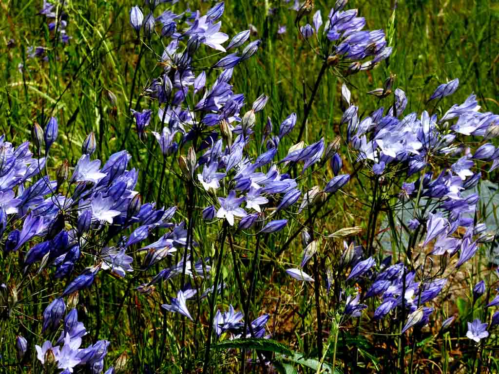 三叉戟花 Ithuriel's Spear (學名：Triteleia laxa) 加州特多，俗名“一休理之矛”，《失樂園》說天使長揮此矛會讓化身蟾蜍的撒旦還原。