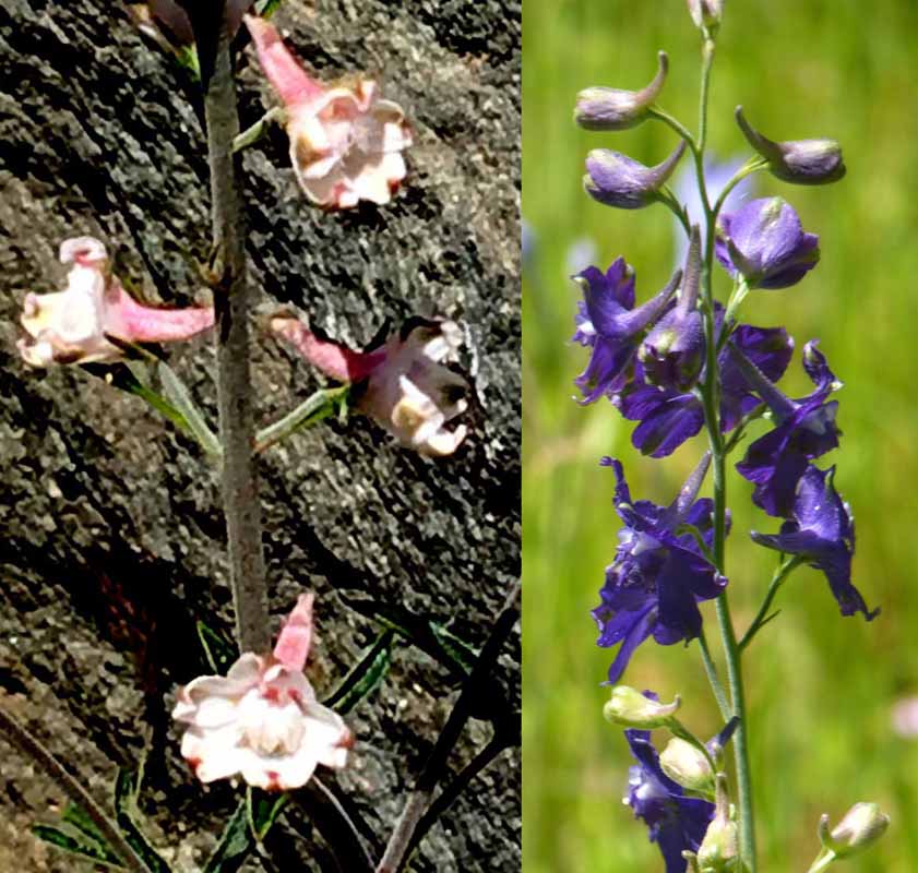白/藍飛燕草 (翠雀) Pale & Low Larkspur (Delphinium spp.)，毛茛科翠雀屬。