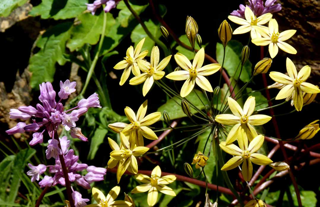 右-漂亮臉蛋 Prettyface (學名：Triteleia ixioides) 天門冬天科紫燈花亞科三叉戟屬，慈悲河岸特多。左-蛇百合 Snakelily (學名：Dichelostemma volubile) 屬於同一亞科，花莖會纏著其他草木長。