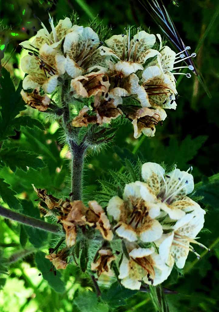 白蠍子花 Scorpionweed (Phacelia spp) 紫草科鐘穗花屬，俗名因花梗上數個多毛的花苞卷成蠍子狀。