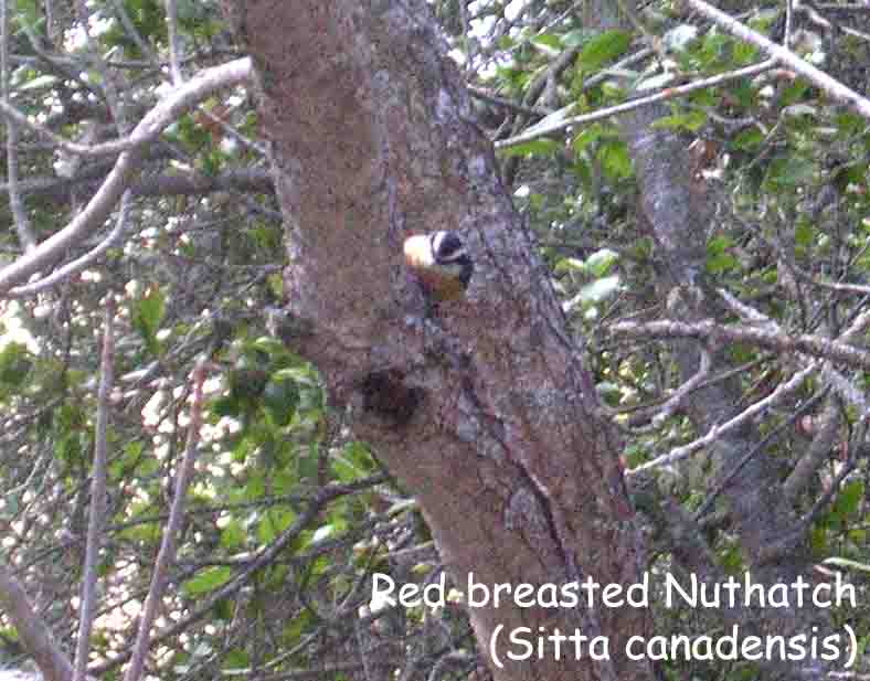 在尖塔山國家紀念地 Pinnacles Natl Monument 有一隻紅腹鳾（唸「師」）Red-breasted Nuthatch。鳾科 Sittidae 台灣只有一種茶腹鳾；這兒還有白腹鳾 White-breasted Nuthatch 和侏儒鳾 Pigmy Nuthatch，棕頭鳾 Brown-headed Nuthatch 要美東、南才有。
