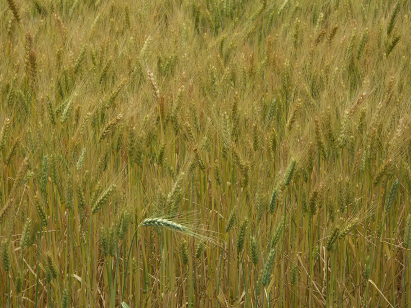 青稞田