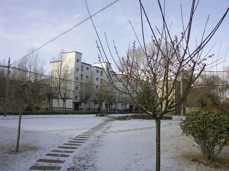 藏大校園雪景之二（前面這棵桃花開了）