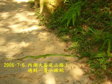 什麼蛇？