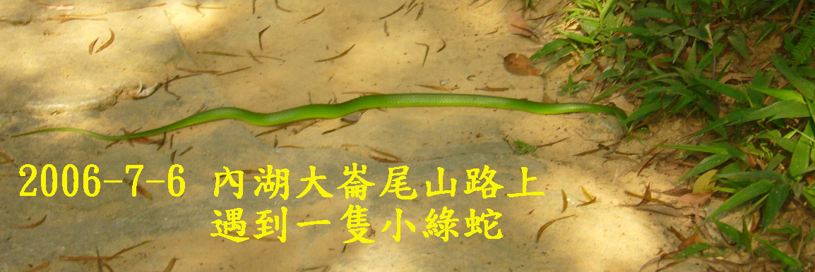 尾巴是綠色的，所以是青竹龍囉