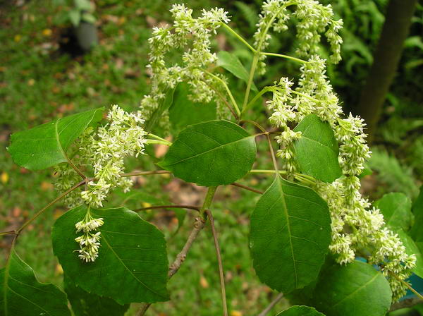 Fraxinus insularis 花