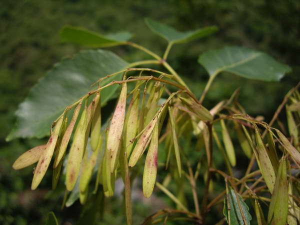 Fraxinus insularis 翅果