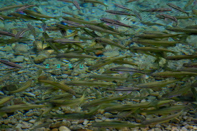 美麗的魚群