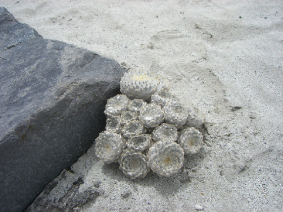 a glacial plant / en route across the Ngozumpa Glacier to Gokyo lake / 05 28
