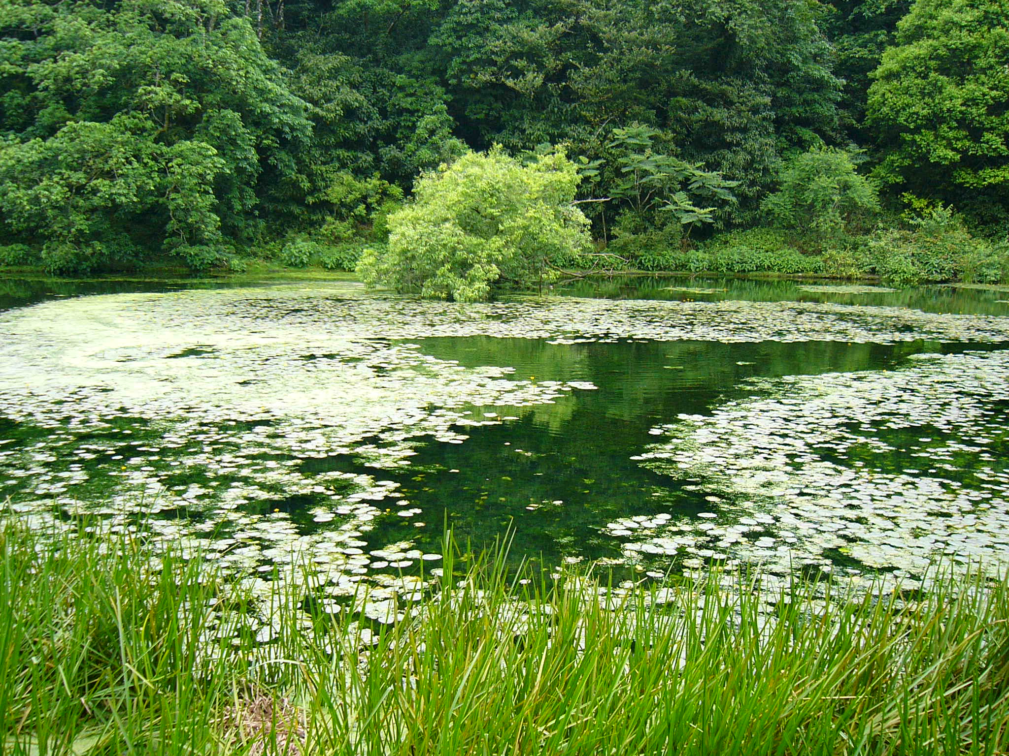 生態水池