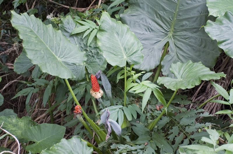 姑婆芋結了許多鮮豔欲滴的紅色果實