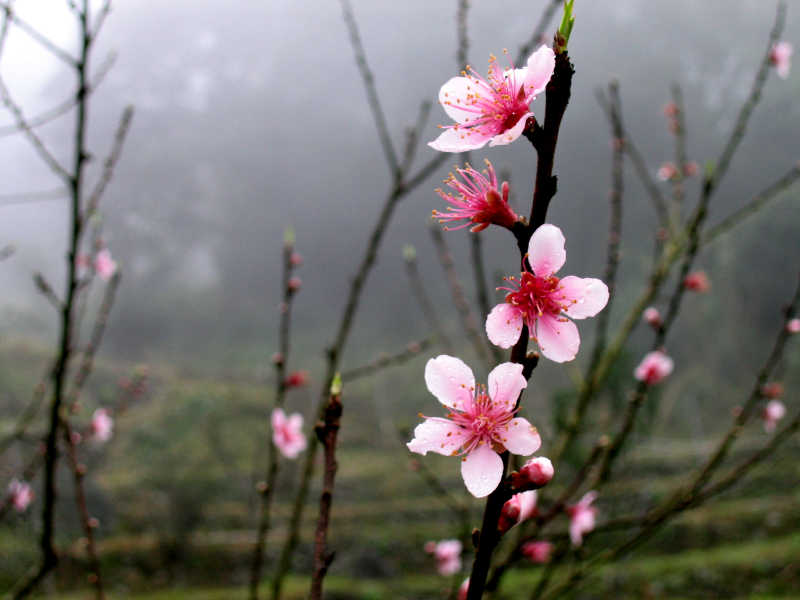 桃花已經笑春風