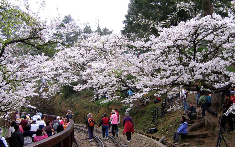 阿里山派出所右前方的鐵道, 右邊花下是等著在火車通過時取景的「獵人」.