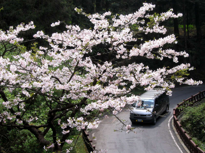 下往阿里山賓館的途中所見.