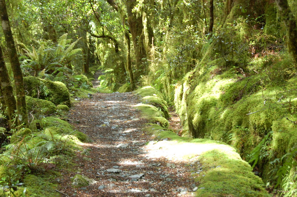 這在位居副熱帶的台灣是標準中程山(1000m~3000m)的景觀，但此地海拔只有200m~300m。