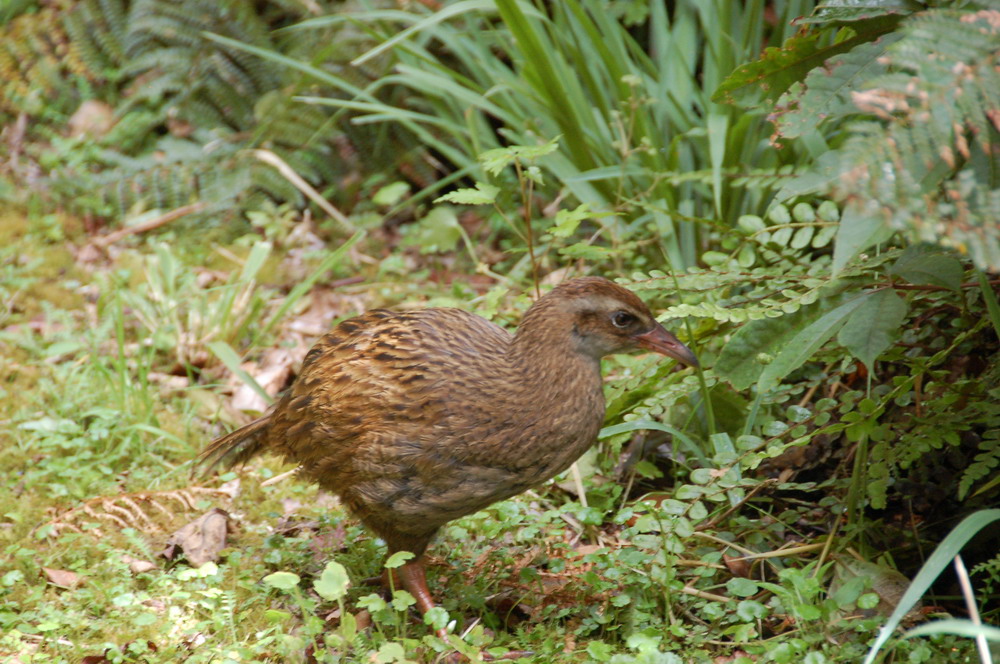 沿途不時可見一些保育類的鳥類，真的都不怕人。圖中的鳥叫做Weka(Woodhen、森林雞)，體型比公雞大一些。