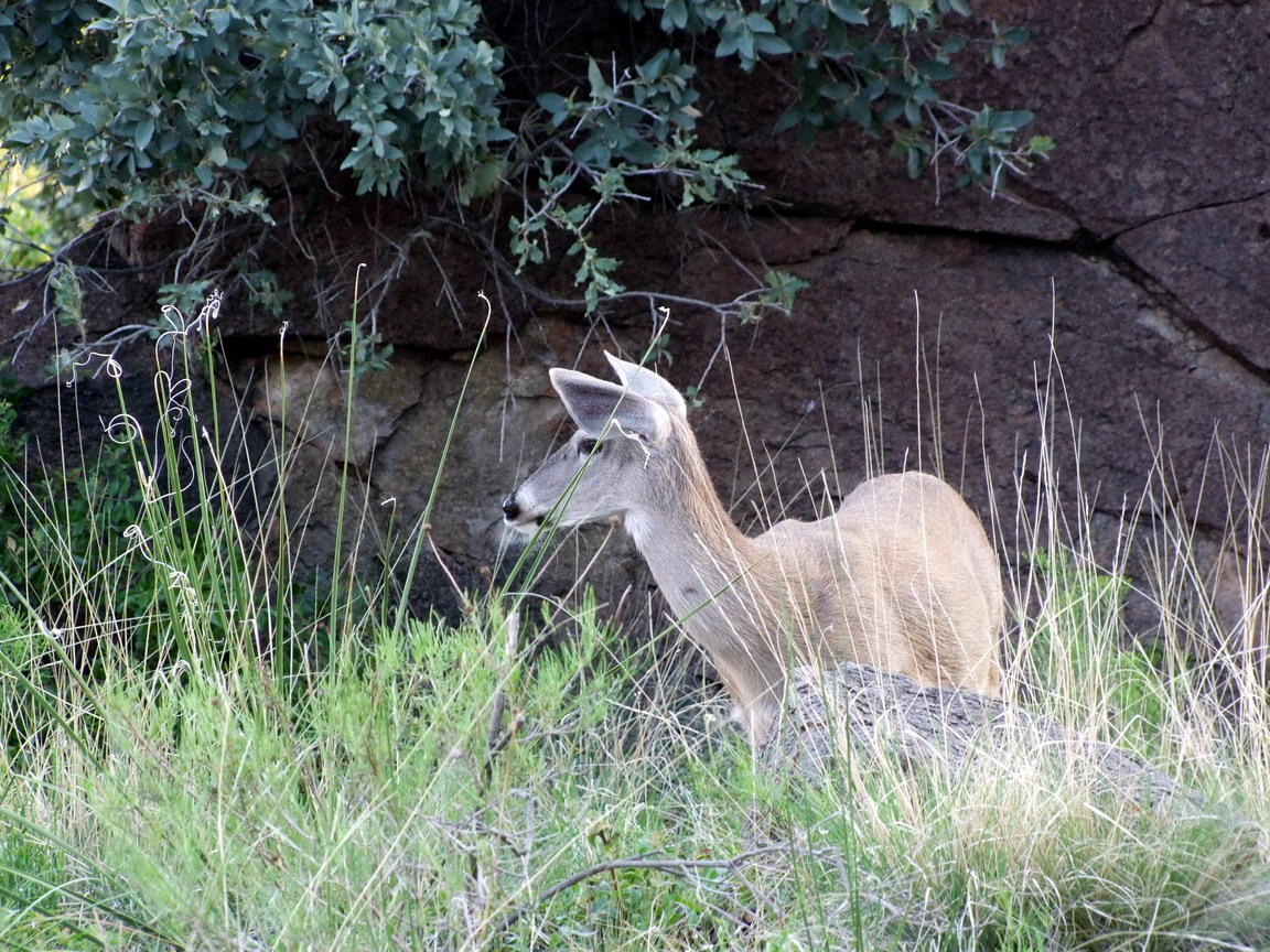 野生動物很多，不經意會撞見野鹿就在草叢裡