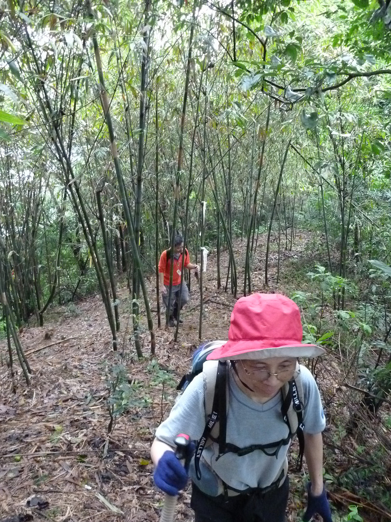 路過竹林