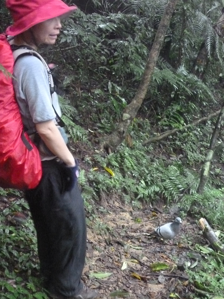 下山途中碰到一隻受傷賽鴿，不過有點怕人