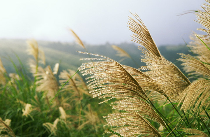 陽明山的秋芒