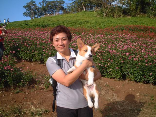 大溪花海之路狗甲--超可愛的小柯基犬 (6:0、土豆)